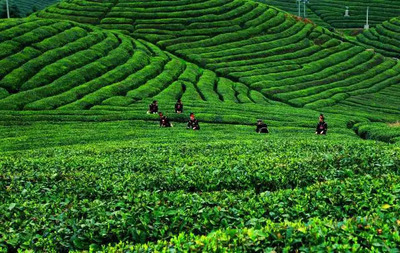 來自雷山的邀請:請喝一杯銀球茶!_茶葉